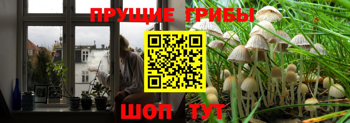 Псилоцибиновые грибы Cubensis Артёмовский